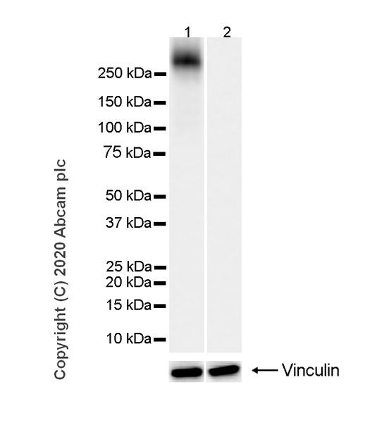 Western blot - Anti-RNA polymerase II CTD repeat YSPTSPS (phospho S2) antibody [3E10] - BSA and Azide free (ab255849), expandable thumbnail