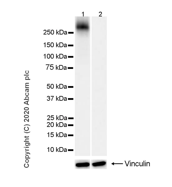 Western blot - Anti-RNA polymerase II CTD repeat YSPTSPS (phospho S2) antibody [3E10] - BSA and Azide free (AB255849)