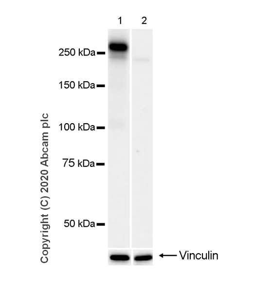 Western blot - Anti-RNA polymerase II CTD repeat YSPTSPS (phospho S2) antibody [3E10] - BSA and Azide free (AB255849)
