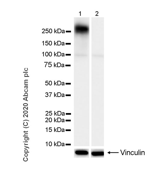 Western blot - Anti-RNA polymerase II CTD repeat YSPTSPS (phospho S2) antibody [3E10] - BSA and Azide free (ab255849), expandable thumbnail