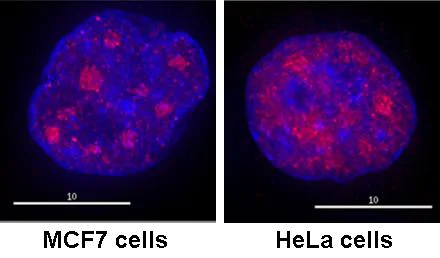 Immunocytochemistry/ Immunofluorescence - Anti-RNA polymerase II CTD repeat YSPTSPS (phospho S2) antibody (AB5095)