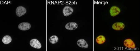 Immunocytochemistry/ Immunofluorescence - Anti-RNA polymerase II CTD repeat YSPTSPS (phospho S2) antibody (AB5095)