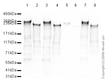 Western blot - Anti-RNA polymerase II CTD repeat YSPTSPS (phospho S2) antibody (AB5095)