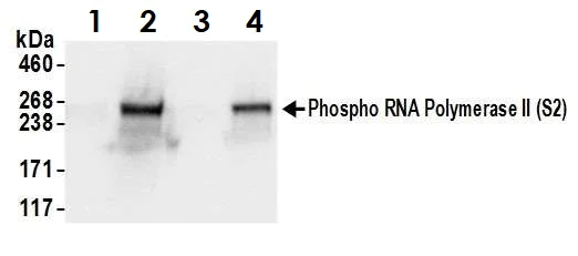 Western blot - Anti-RNA polymerase II CTD repeat YSPTSPS (phospho S2) antibody (AB70324)