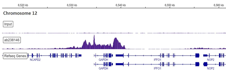 ChIP-sequencing - Anti-RNA polymerase II CTD repeat YSPTSPS (phospho S2) antibody [EPR18855-87] - BSA and Azide free (AB255866)