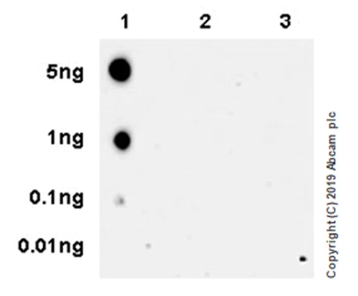 Dot Blot - Anti-RNA polymerase II CTD repeat YSPTSPS (phospho S2) antibody [EPR18855-87] - BSA and Azide free (AB255866)