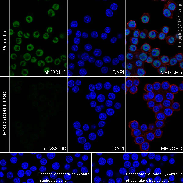 Immunocytochemistry/ Immunofluorescence - Anti-RNA polymerase II CTD repeat YSPTSPS (phospho S2) antibody [EPR18855-87] - BSA and Azide free (AB255866)