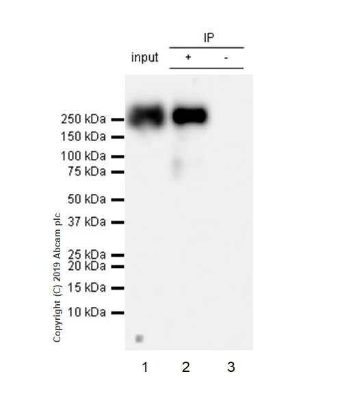 Immunoprecipitation - Anti-RNA polymerase II CTD repeat YSPTSPS (phospho S2) antibody [EPR18855-87] - BSA and Azide free (AB255866)