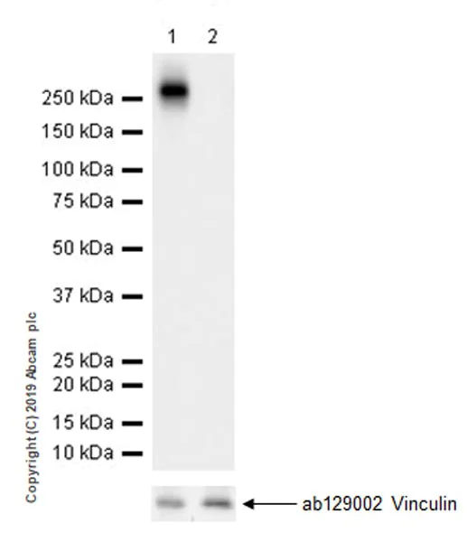 Western blot - Anti-RNA polymerase II CTD repeat YSPTSPS (phospho S2) antibody [EPR18855-87] - BSA and Azide free (AB255866)