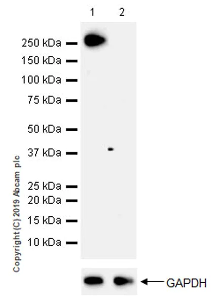 Western blot - Anti-RNA polymerase II CTD repeat YSPTSPS (phospho S2) antibody [EPR18855-87] - BSA and Azide free (AB255866)