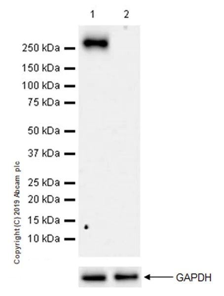 Western blot - Anti-RNA polymerase II CTD repeat YSPTSPS (phospho S2) antibody [EPR18855-87] - BSA and Azide free (AB255866)