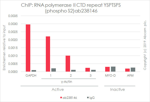 ChIP - Anti-RNA polymerase II CTD repeat YSPTSPS (phospho S2) antibody [EPR18855-87] - ChIP Grade (AB238146), expandable thumbnail