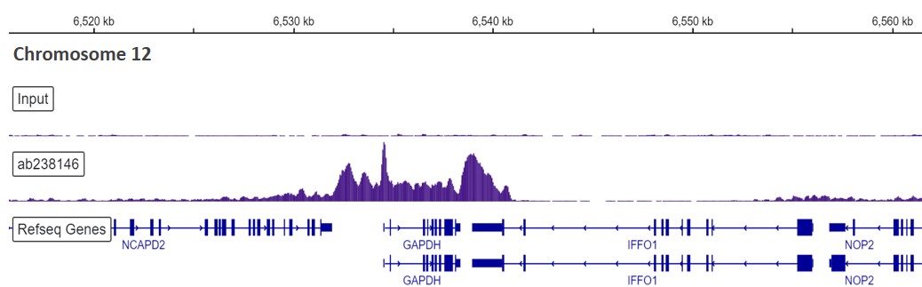 ChIP-sequencing - Anti-RNA polymerase II CTD repeat YSPTSPS (phospho S2) antibody [EPR18855-87] - ChIP Grade (ab238146), expandable thumbnail