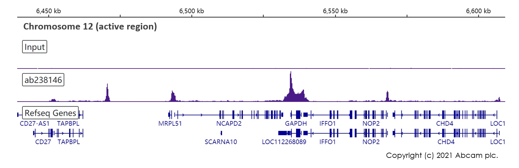ChIP-sequencing - Anti-RNA polymerase II CTD repeat YSPTSPS (phospho S2) antibody [EPR18855-87] - ChIP Grade (AB238146), expandable thumbnail