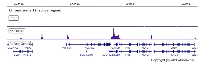 ChIP-sequencing - Anti-RNA polymerase II CTD repeat YSPTSPS (phospho S2) antibody [EPR18855-87] - ChIP Grade (AB238146)