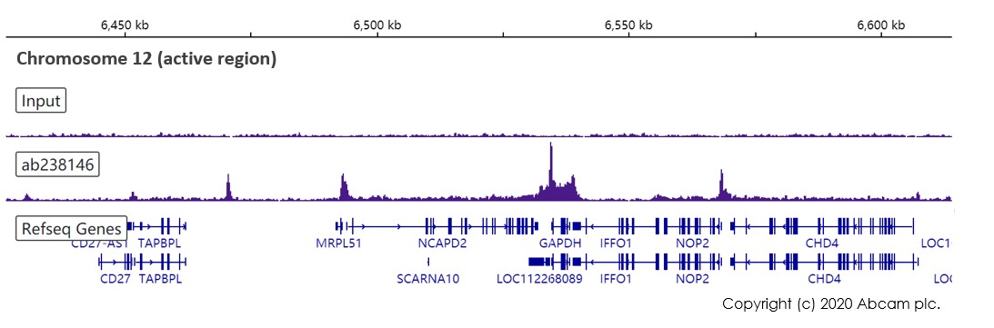 ChIP-sequencing - Anti-RNA polymerase II CTD repeat YSPTSPS (phospho S2) antibody [EPR18855-87] - ChIP Grade (AB238146), expandable thumbnail