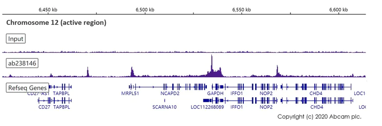 ChIP-sequencing - Anti-RNA polymerase II CTD repeat YSPTSPS (phospho S2) antibody [EPR18855-87] - ChIP Grade (AB238146)