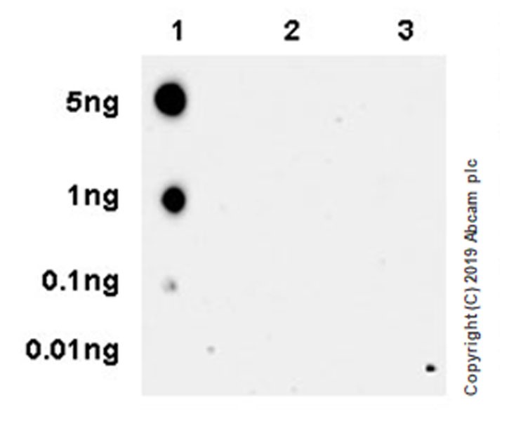 Dot Blot - Anti-RNA polymerase II CTD repeat YSPTSPS (phospho S2) antibody [EPR18855-87] - ChIP Grade (ab238146), expandable thumbnail