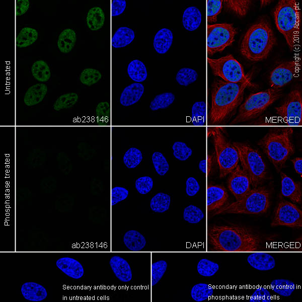 Immunocytochemistry/ Immunofluorescence - Anti-RNA polymerase II CTD repeat YSPTSPS (phospho S2) antibody [EPR18855-87] - ChIP Grade (ab238146), expandable thumbnail
