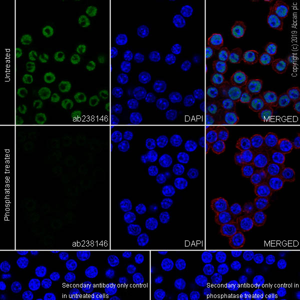 Immunocytochemistry/ Immunofluorescence - Anti-RNA polymerase II CTD repeat YSPTSPS (phospho S2) antibody [EPR18855-87] - ChIP Grade (ab238146), expandable thumbnail