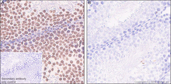 Immunohistochemistry (Formalin/PFA-fixed paraffin-embedded sections) - Anti-RNA polymerase II CTD repeat YSPTSPS (phospho S2) antibody [EPR18855-87] - ChIP Grade (AB238146)