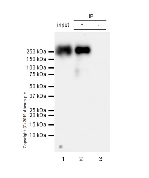 Immunoprecipitation - Anti-RNA polymerase II CTD repeat YSPTSPS (phospho S2) antibody [EPR18855-87] - ChIP Grade (AB238146), expandable thumbnail