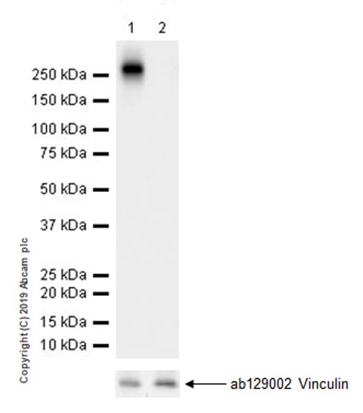 Western blot - Anti-RNA polymerase II CTD repeat YSPTSPS (phospho S2) antibody [EPR18855-87] - ChIP Grade (ab238146), expandable thumbnail