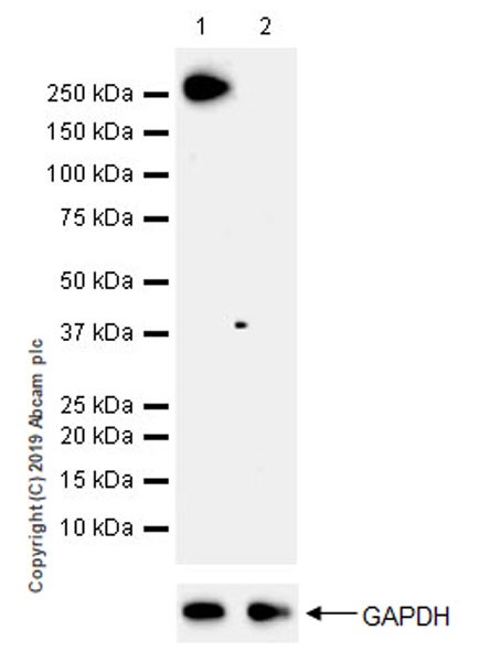 Western blot - Anti-RNA polymerase II CTD repeat YSPTSPS (phospho S2) antibody [EPR18855-87] - ChIP Grade (ab238146), expandable thumbnail