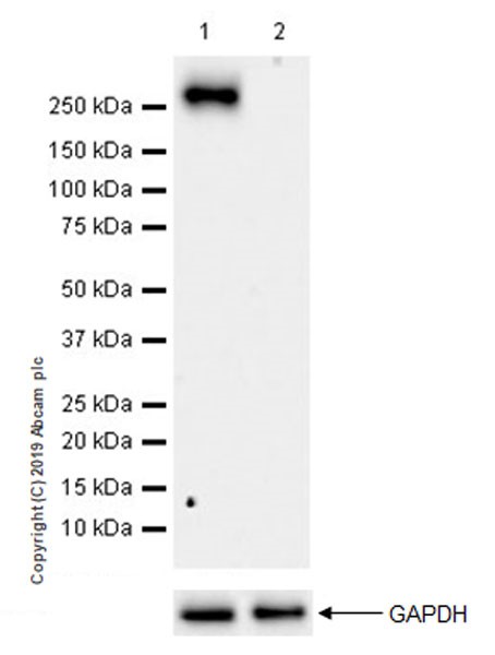 Western blot - Anti-RNA polymerase II CTD repeat YSPTSPS (phospho S2) antibody [EPR18855-87] - ChIP Grade (ab238146), expandable thumbnail