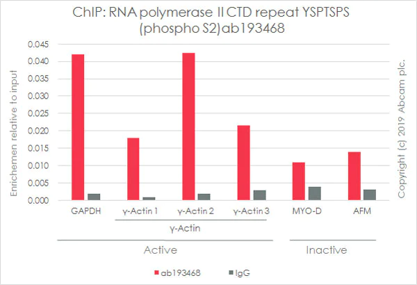 ChIP - Anti-RNA polymerase II CTD repeat YSPTSPS (phospho S2) antibody [EPR18855] (AB193468)