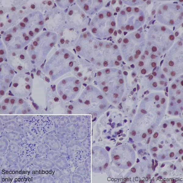 Immunohistochemistry (Formalin/PFA-fixed paraffin-embedded sections) - Anti-RNA polymerase II CTD repeat YSPTSPS (phospho S2) antibody [EPR18855] (AB193468)