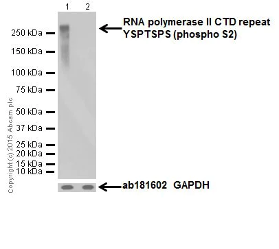Western blot - Anti-RNA polymerase II CTD repeat YSPTSPS (phospho S2) antibody [EPR18855] (AB193468)