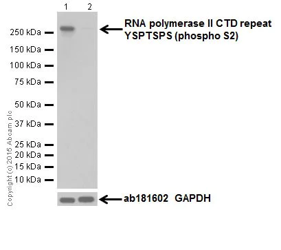 Western blot - Anti-RNA polymerase II CTD repeat YSPTSPS (phospho S2) antibody [EPR18855] (AB193468)