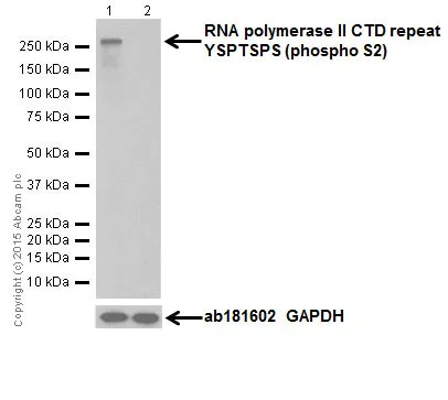 Western blot - Anti-RNA polymerase II CTD repeat YSPTSPS (phospho S2) antibody [EPR18855] (AB193468)