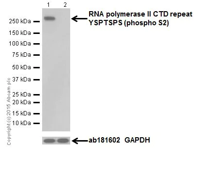 Western blot - Anti-RNA polymerase II CTD repeat YSPTSPS (phospho S2) antibody [EPR18855] (AB193468)