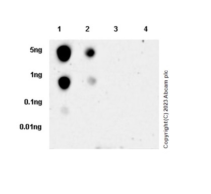 Dot Blot - Anti-RNA polymerase II CTD repeat YSPTSPS (phospho S2) antibody [EPR18855] - BSA and Azide free (ab238450), expandable thumbnail