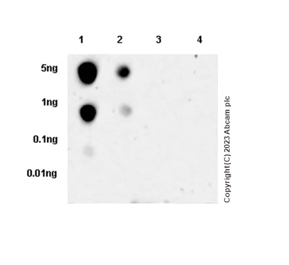 Dot Blot - Anti-RNA polymerase II CTD repeat YSPTSPS (phospho S2) antibody [EPR18855] - BSA and Azide free (AB238450)