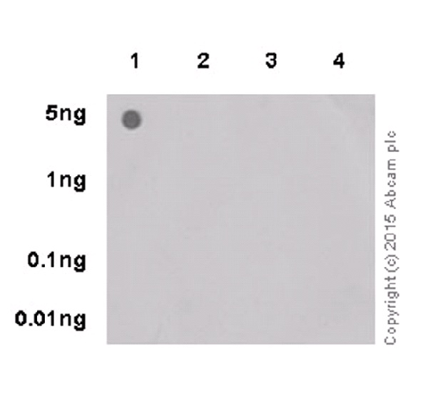 Dot Blot - Anti-RNA polymerase II CTD repeat YSPTSPS (phospho S2) antibody [EPR18855] - BSA and Azide free (ab238450), expandable thumbnail