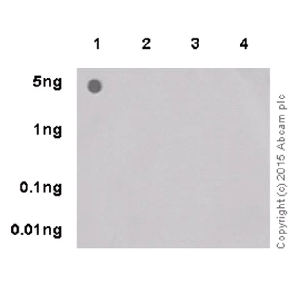 Dot Blot - Anti-RNA polymerase II CTD repeat YSPTSPS (phospho S2) antibody [EPR18855] - BSA and Azide free (AB238450)