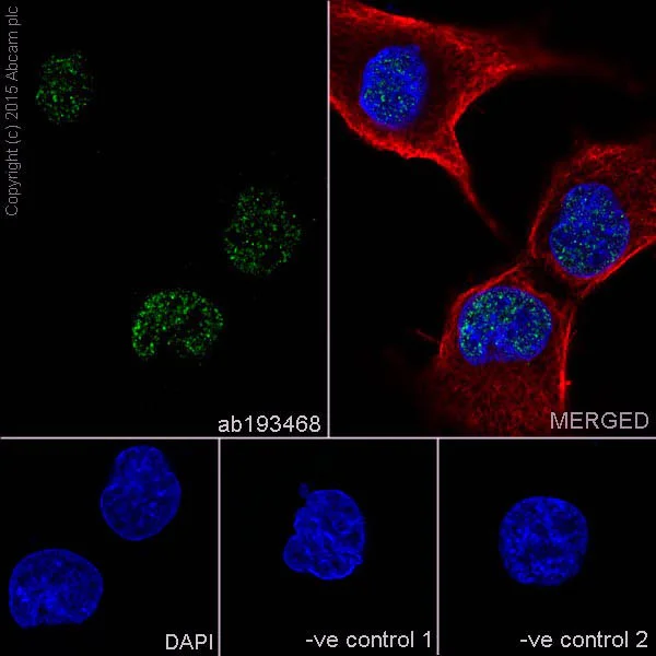 Immunocytochemistry/ Immunofluorescence - Anti-RNA polymerase II CTD repeat YSPTSPS (phospho S2) antibody [EPR18855] - BSA and Azide free (AB238450)