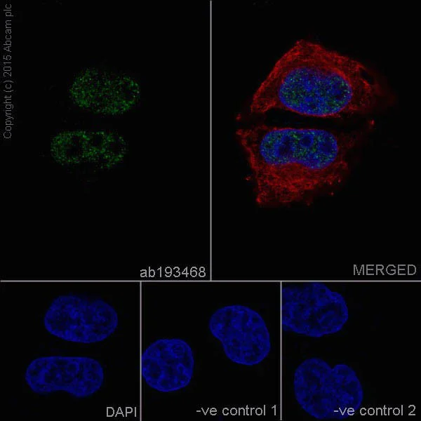 Immunocytochemistry/ Immunofluorescence - Anti-RNA polymerase II CTD repeat YSPTSPS (phospho S2) antibody [EPR18855] - BSA and Azide free (AB238450)