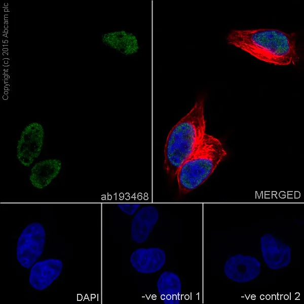 Immunocytochemistry/ Immunofluorescence - Anti-RNA polymerase II CTD repeat YSPTSPS (phospho S2) antibody [EPR18855] - BSA and Azide free (AB238450)