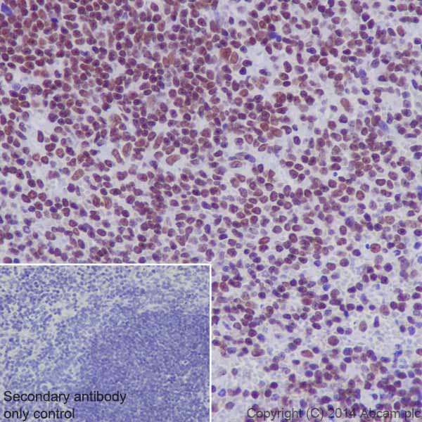 Immunohistochemistry (Formalin/PFA-fixed paraffin-embedded sections) - Anti-RNA polymerase II CTD repeat YSPTSPS (phospho S2) antibody [EPR18855] - BSA and Azide free (AB238450), expandable thumbnail