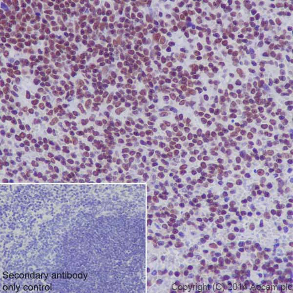 Immunohistochemistry (Formalin/PFA-fixed paraffin-embedded sections) - Anti-RNA polymerase II CTD repeat YSPTSPS (phospho S2) antibody [EPR18855] - BSA and Azide free (AB238450)