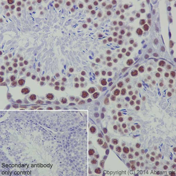 Immunohistochemistry (Formalin/PFA-fixed paraffin-embedded sections) - Anti-RNA polymerase II CTD repeat YSPTSPS (phospho S2) antibody [EPR18855] - BSA and Azide free (AB238450), expandable thumbnail