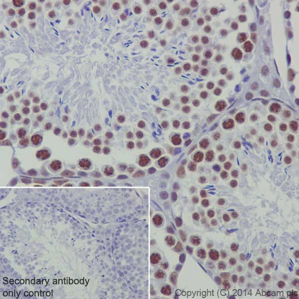 Immunohistochemistry (Formalin/PFA-fixed paraffin-embedded sections) - Anti-RNA polymerase II CTD repeat YSPTSPS (phospho S2) antibody [EPR18855] - BSA and Azide free (AB238450)