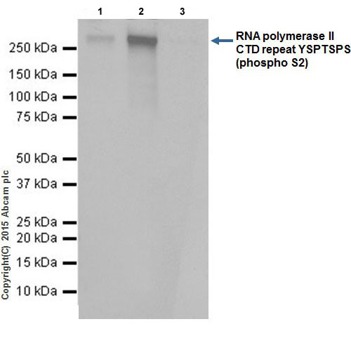 Immunoprecipitation - Anti-RNA polymerase II CTD repeat YSPTSPS (phospho S2) antibody [EPR18855] - BSA and Azide free (AB238450), expandable thumbnail