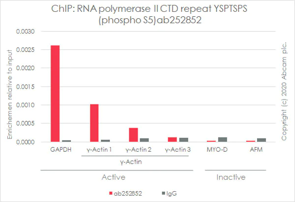 ChIP - Anti-RNA polymerase II CTD repeat YSPTSPS (phospho S5) antibody [3E8] - BSA and Azide free (AB255846)