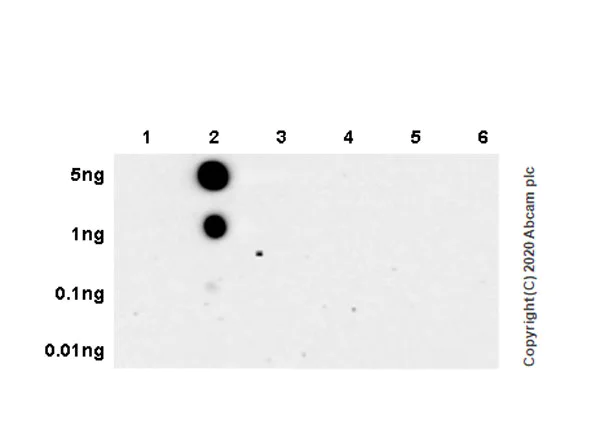 Dot Blot - Anti-RNA polymerase II CTD repeat YSPTSPS (phospho S5) antibody [3E8] - BSA and Azide free (AB255846)