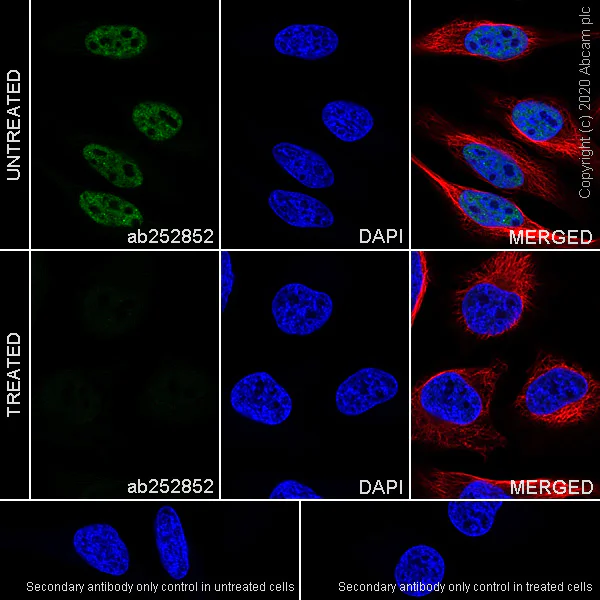 Immunocytochemistry/ Immunofluorescence - Anti-RNA polymerase II CTD repeat YSPTSPS (phospho S5) antibody [3E8] - BSA and Azide free (AB255846)